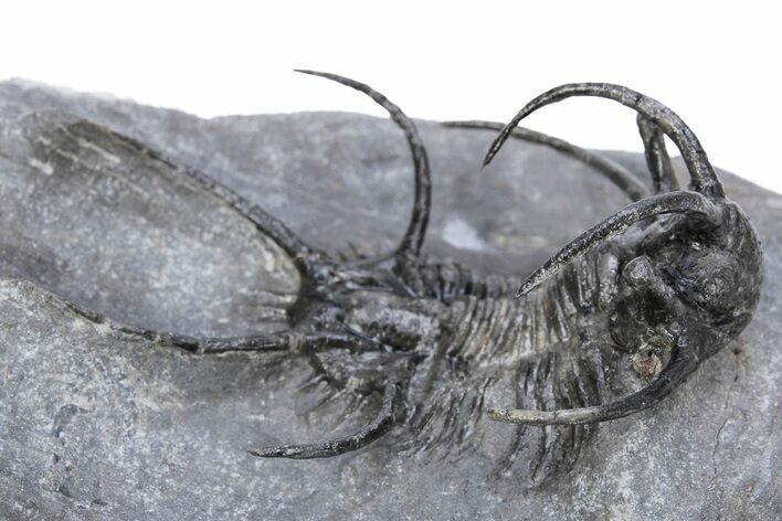 Spiny Ceratarges Trilobite - Zireg, Morocco #222478